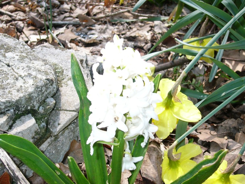 White Flowers 2.JPG